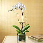 White Orchid Plant In Glass Vase with Green Pearl Rakhi