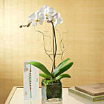 White Orchid Plant In Glass Vase with Green Pearl Rakhi