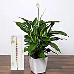 Attractive Peace Lily Plant With Purple Pearl Rakhi