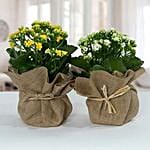 Jute Wrapped Dual Potted Plants for Teacher