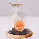 Chocolate Cake & Forever Rose In Glass Dome- Peach