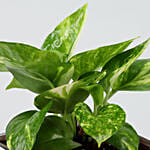 Money Plant In Lucky To Have You Glass Pot Hand Delivery
