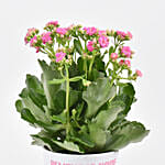 Believe in Hope Plant