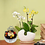 White and Yellow Mini Orchid in Designer Base with Cake