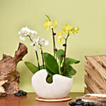 White and Yellow Mini Orchid in Designer Base with Cake