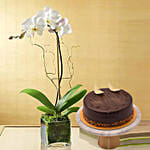 White Orchid Plant In Glass Vase with Cake