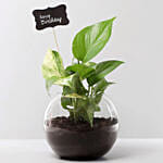 Birthday Theme Money Plant with Cake