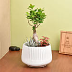 Bonsai Garden with Cake