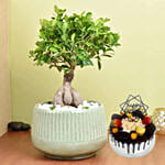 Bonsai Plant In a Green Pot with Cake