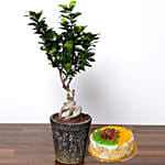 Ficus Bonsai Plant In Ceramic Pot with Cake