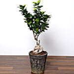 Ficus Bonsai Plant In Ceramic Pot with Cake