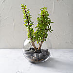 Jade Plant In Glass Bowl with Cake
