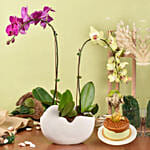 Mesmerizing Orchid Plants in Designer Base with Cake