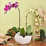 Mesmerizing Orchid Plants in Designer Base with Cake
