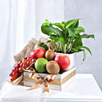 Prosperous Fruits and Money Plant
