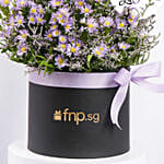 Birthday Aster Flowers in a box