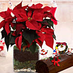 Poinsettia Plant with chocolate log cake