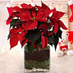 Poinsettia Plant with chocolate log cake