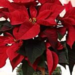 Poinsettia Plant with chocolate log cake