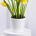 Daffodils and Tulip Flower Pot