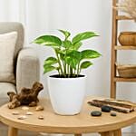 Money Plant in Deisgner Pot