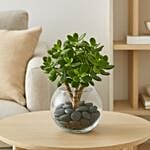 Jade Plant In Glass Bowl