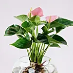 Pink Anthurium Plant in Glass Bowl for Mom