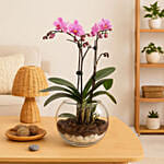 Mini Double Phalaenopsis In Fishbowl