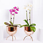 Duo of Orchid plant in Premium Metal Pot