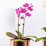 Duo of Orchid plant in Premium Metal Pot