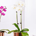 Duo of Orchid plant in Premium Metal Pot