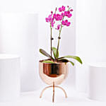 Purple Orchid plant in Premium Metal Pot