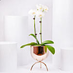 White Orchid plant in Premium Metal Pot