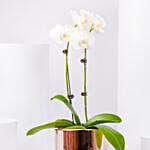 White Orchid plant in Premium Metal Pot