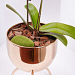 White Orchid plant in Premium Metal Pot