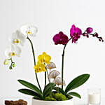 Multicolor Orchid Plants in Premium Pot