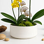 Multicolor Orchid Plants in Premium Pot