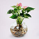 Beautiful Pink Anthurium Plant in Glass Bowl