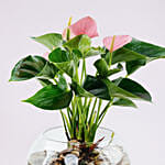 Beautiful Pink Anthurium Plant in Glass Bowl