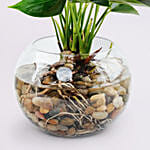 Beautiful Pink Anthurium Plant in Glass Bowl