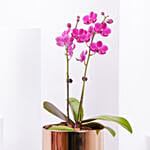 Purple Orchid plant in Premium Golden Metal Pot