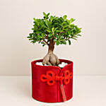 Bonsai Plant Paradise Gift