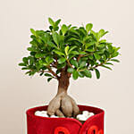 Bonsai Plant Paradise Gift