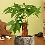 Paclcira Sail Or Pachira Good Luck Tree