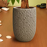 Paclcira Sail Or Pachira Good Luck Tree