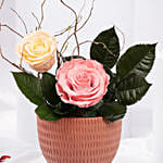 Roses in Premium Vase