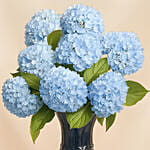 Hydrangea Grandeur