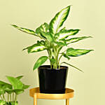 Low Maintenace Plant Decor Stand