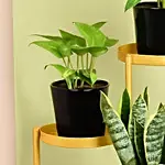 Low Maintenace Plant Decor Stand