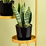 Low Maintenace Plant Decor Stand